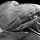 Illustration for article titled This ancient fish may have been the first animal to have a face
